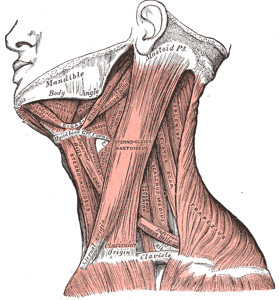 grays-anatomy-image